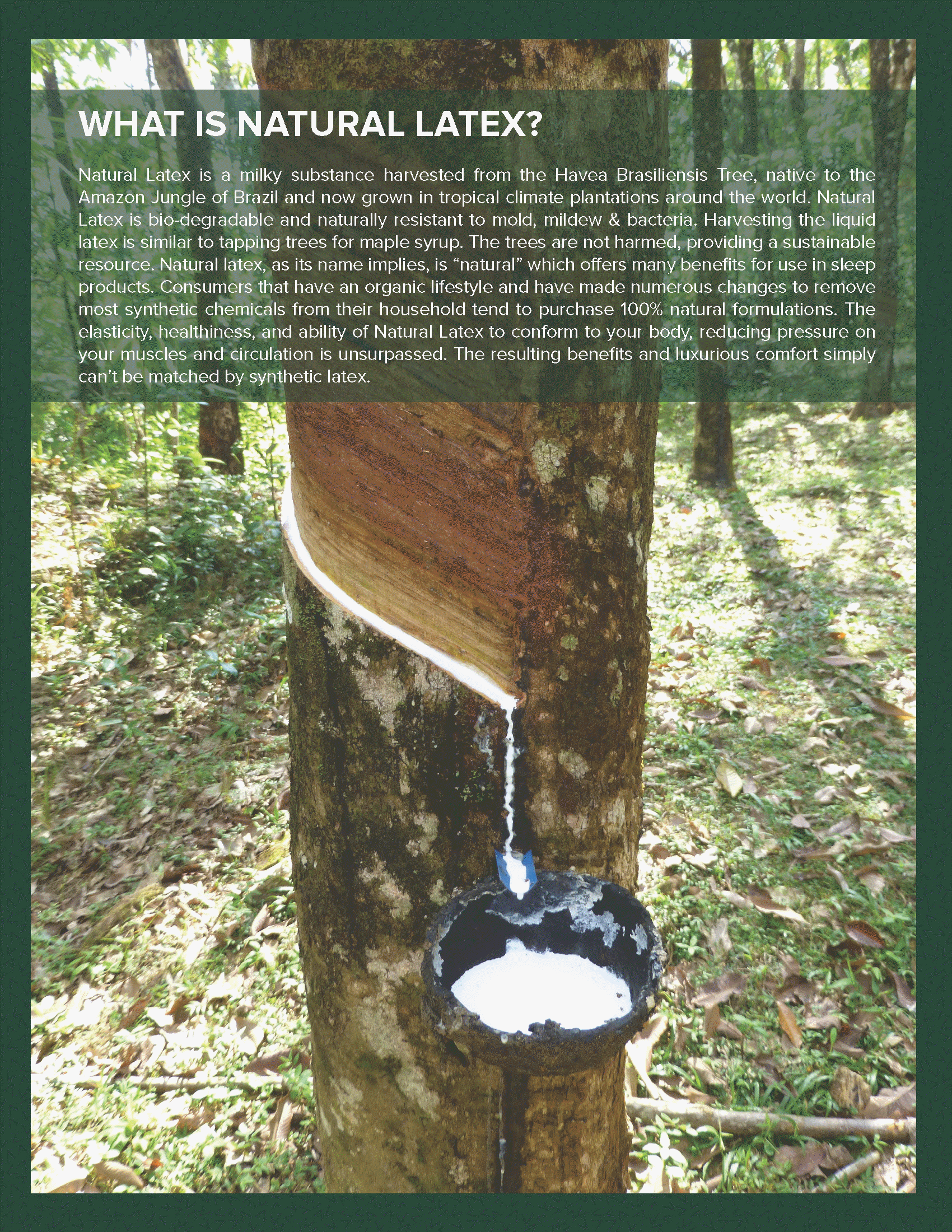 Phoenix Natural Latex Mattress