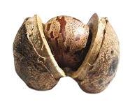 organic latex seed Amazon Brazil rainforest mattress